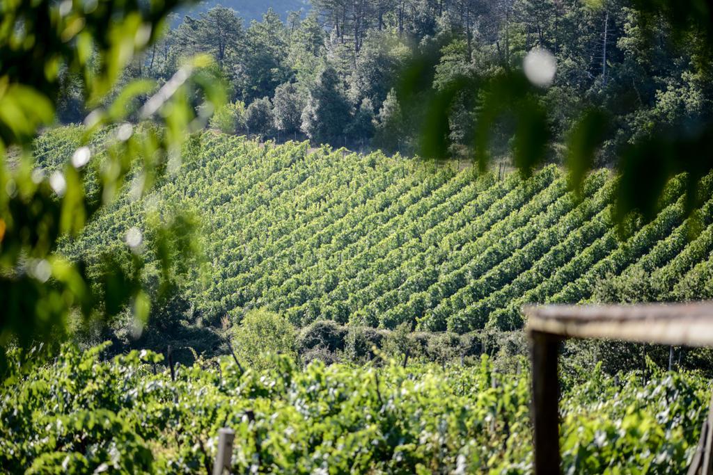 Agriturismo Fattoria Di Gratena Arezzo Bagian luar foto